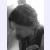 nar scz