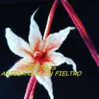 EXOTICA FIELTRO