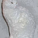 ROSSORAME A.Pagliarello