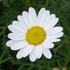 Margarita Boyano