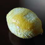 DAME CICUTA