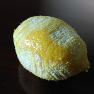 DAME CICUTA